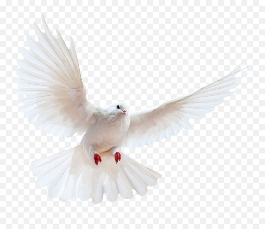 Flying Bird Transparent Background Png - White Pigeon Png Emoji,Dove Bird Emojis