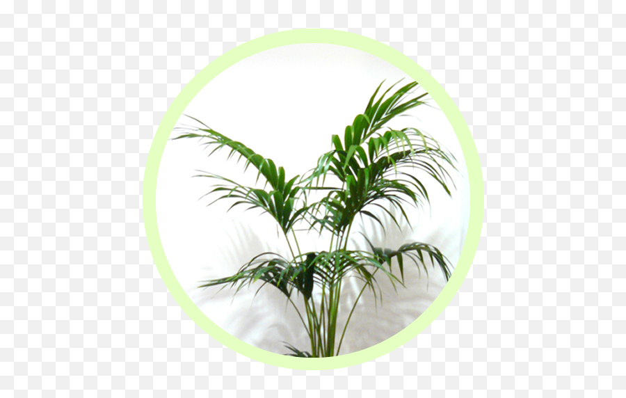 Benefits Of Plants In The Office Corporate Plant Hire - Fresh Emoji,Green And Plants Indoor Effect On Human Emotion