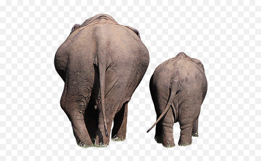 Back Rear Wild Animals - Elephant Back Png Emoji,Pbs Elephant Emotions