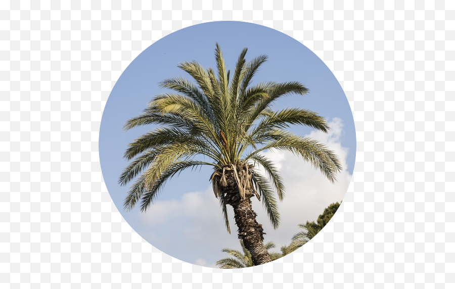 Discover Trending Palm Stickers Picsart - Fresh Emoji,Palms Up Emoji