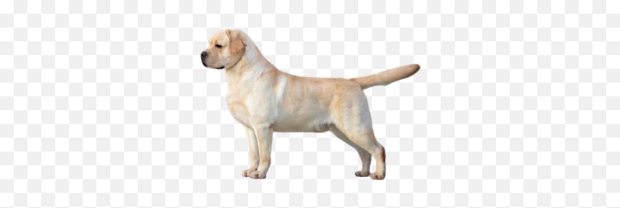 Home - Labrador Retriever Emoji,Send Your Friends Cute Cream Labrador Retriver Emojis