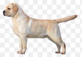 Home - Labrador Retriever Emoji,Send Your Friends Cute Cream Labrador Retriver Emojis