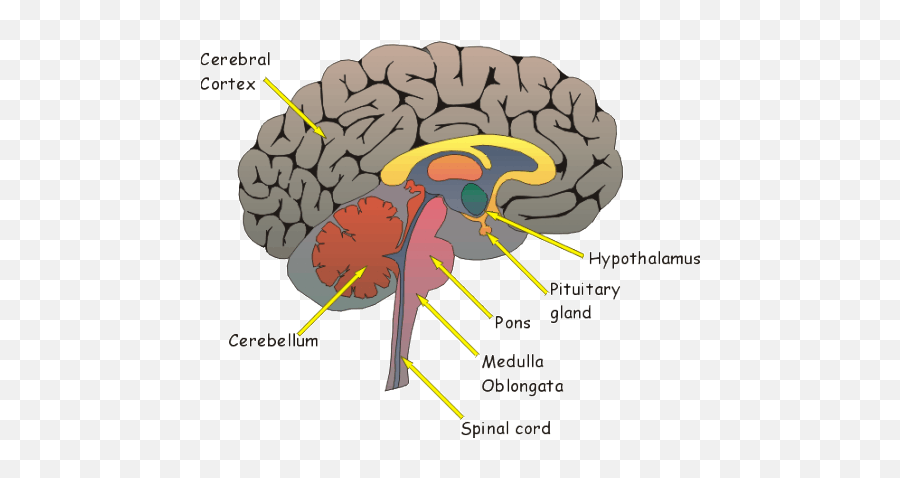 The Structure Of The Brain - Dr Paul Maclean Triune Brain Theory Emoji ...