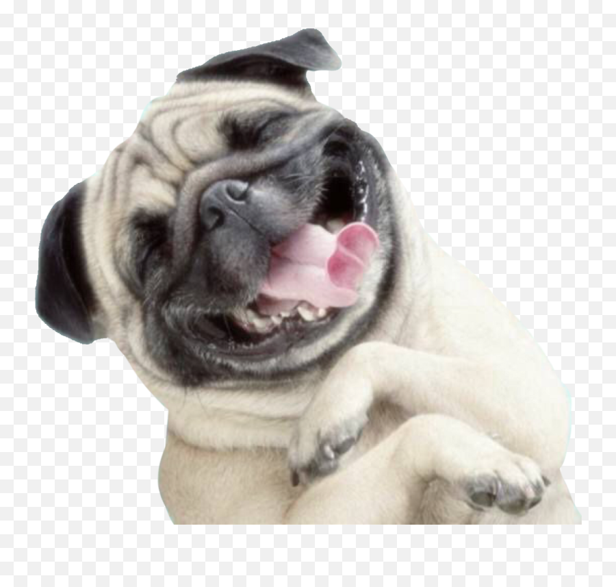 Happy Dog Png - Happy Dog Png Emoji,Happy Dog Emoji
