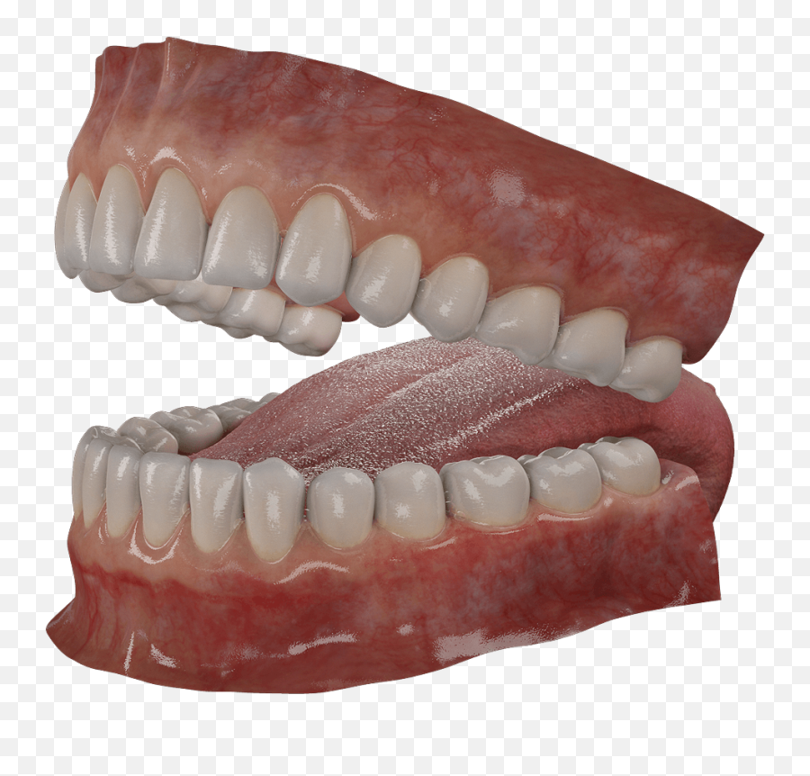 Wolf Teeth Png - Incisors Canines Premolars And Molars Teeth Set Png Emoji,Long Tongue Emoji