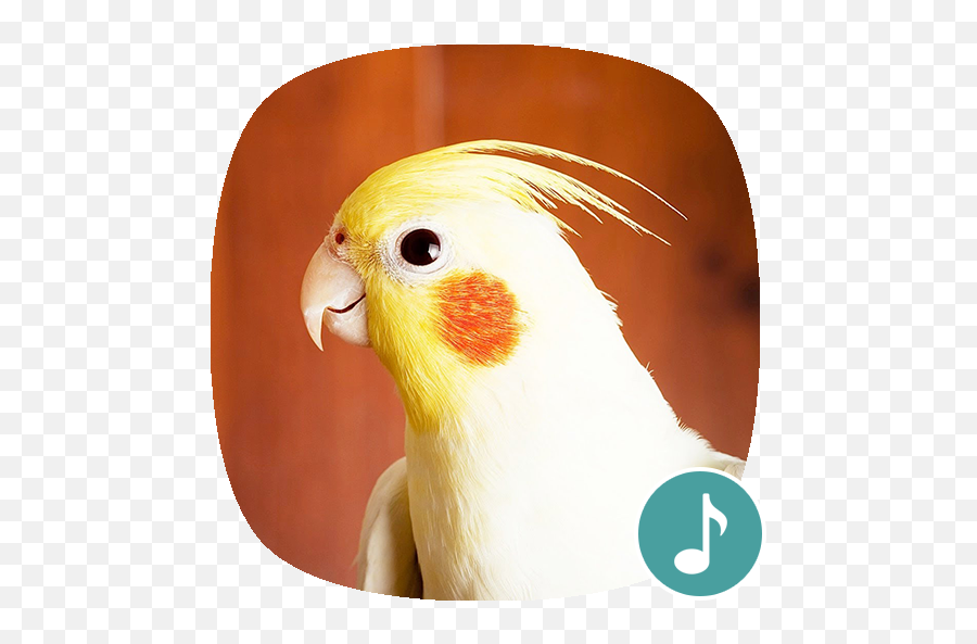 Appp - Parrots Emoji,Cockatiel Emoji