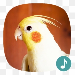 Appp - Parrots Emoji,Cockatiel Emoji
