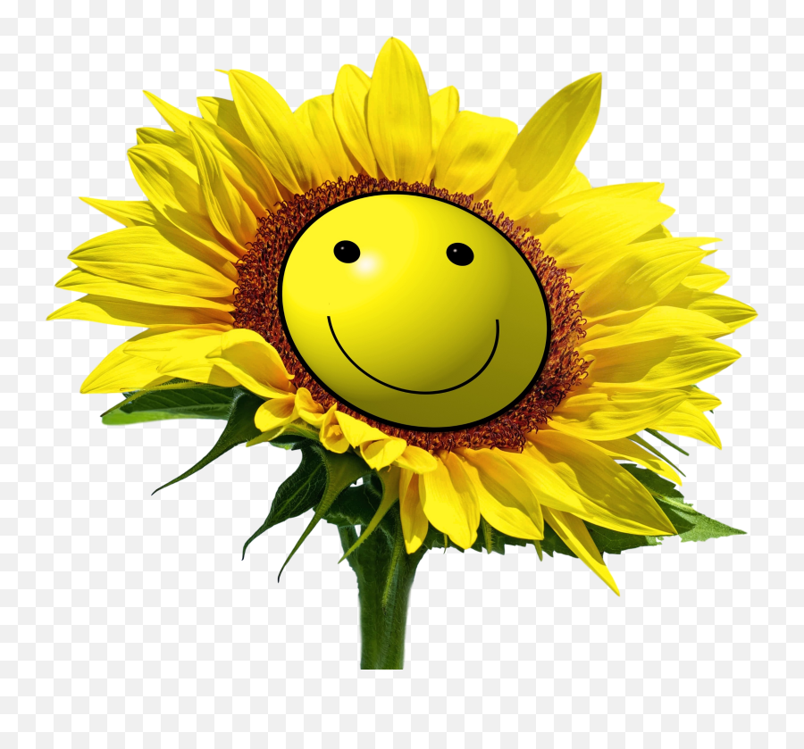 Sunshine U2013 Maggieholbikcom - Joke Emoji,Sunshine Emoticon