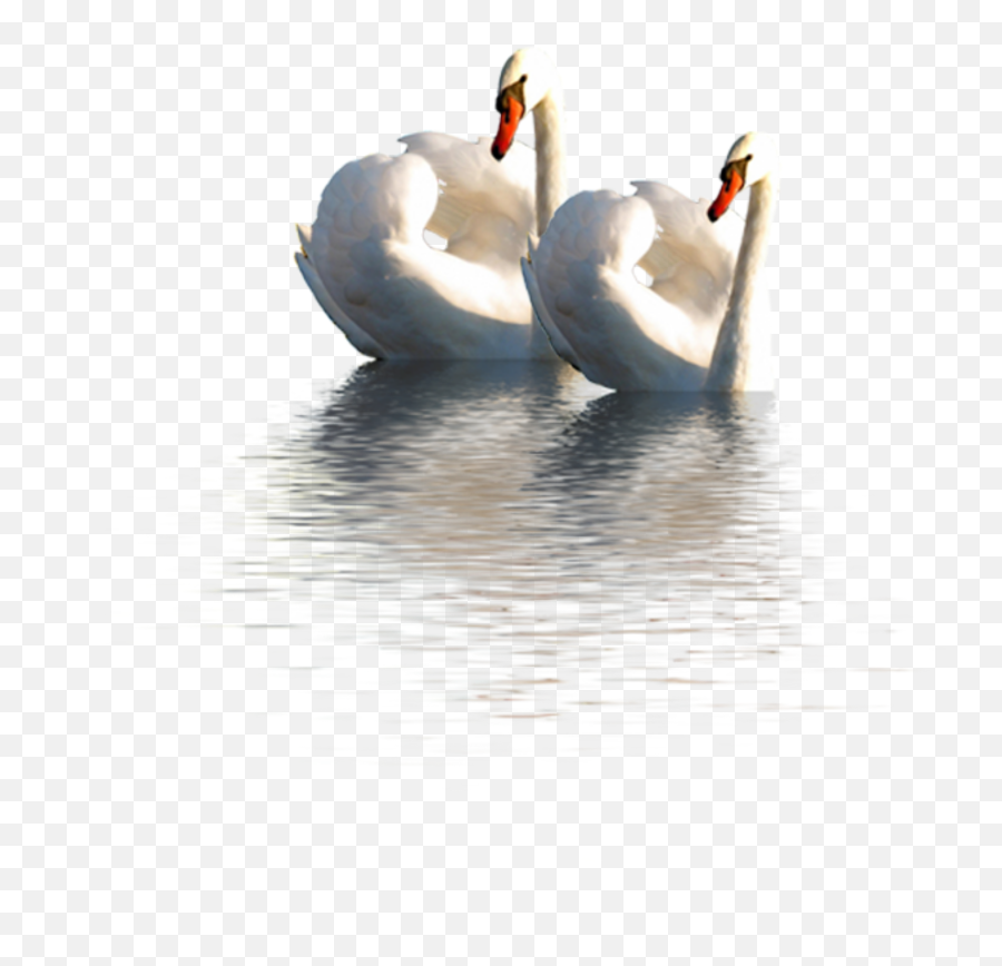 Mq White Swan Swans Water Sticker - Mute Swan Emoji,Is There A Swan Emoji