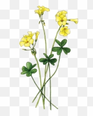 Berkeley Horticultural Nursery Berkeley - Buttercup Flower Clipart Emoji,Emotions Green Mandarin