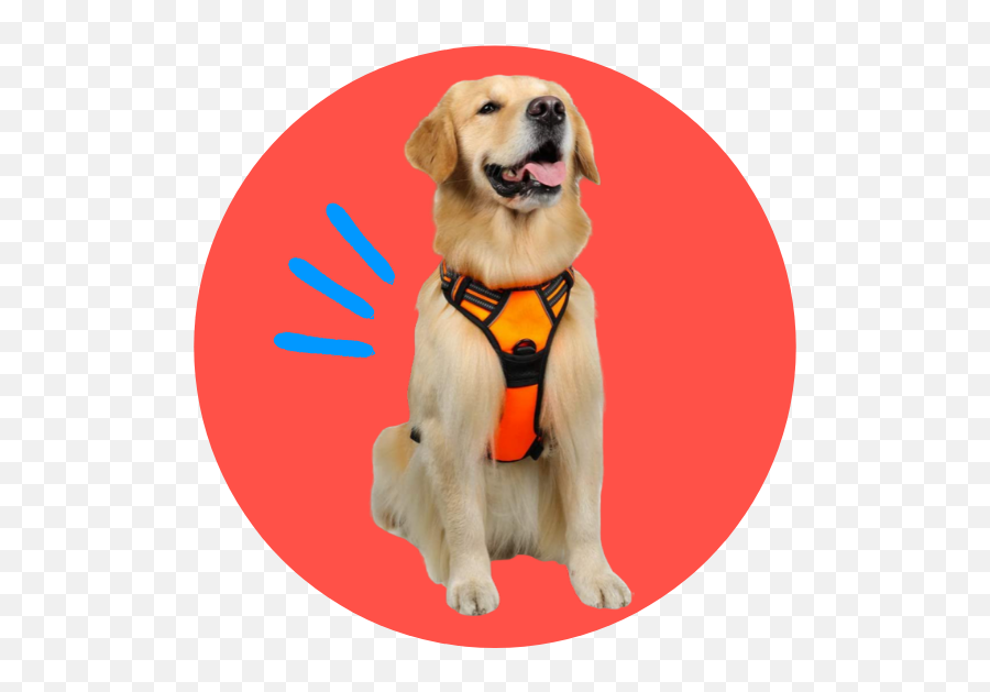 Best Dog Harnesses Top - Rated Dog Harnesses For 2021 Range Dog Emoji,Happy Birthday Emoticons With Labrador Retriever