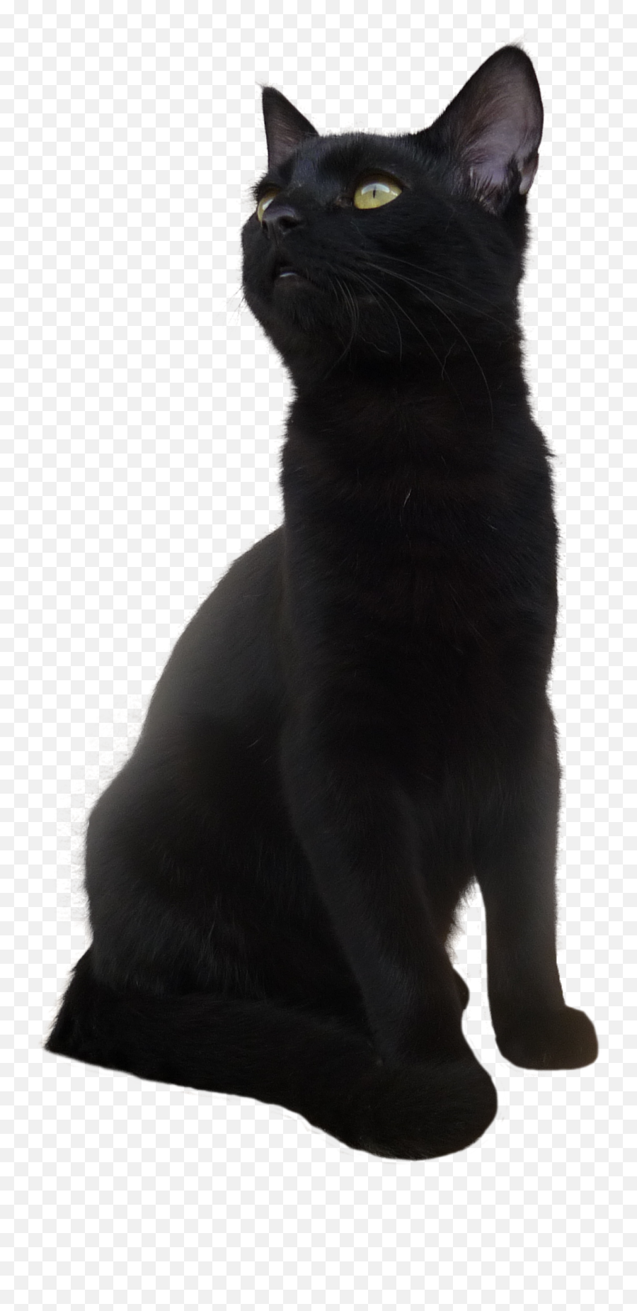 Black Cat Png Transparent Picture Png Svg Clip Art For Web Emoji,Android Emoji Cat Black And White