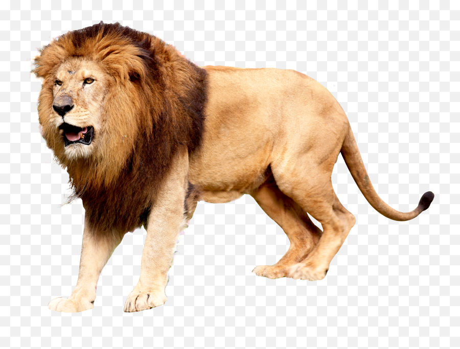Png Images Lion 6png Snipstock - Lion Png Transparent Emoji,Lions Mastering Emotions
