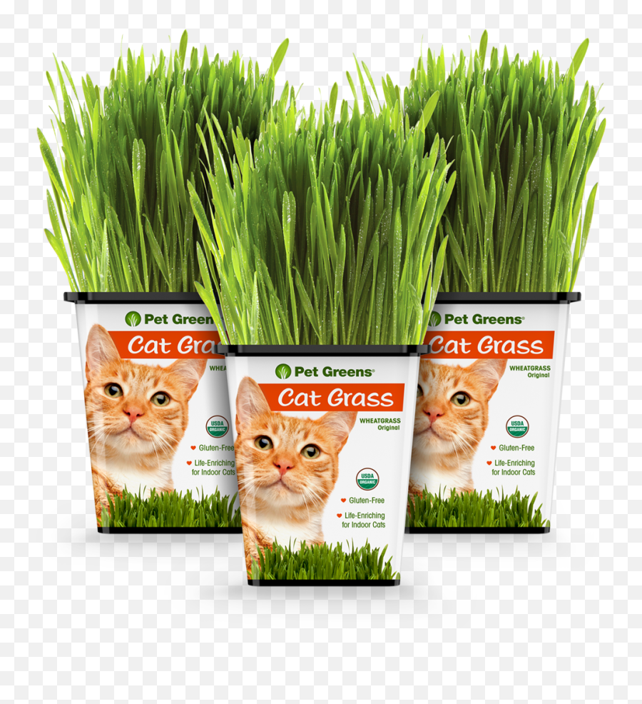What Is Cat Grass Why Is It Good For Emoji,Ech Cat Emotion