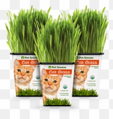 What Is Cat Grass Why Is It Good For Emoji,Ech Cat Emotion