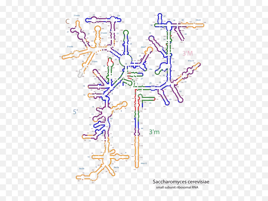 What Shapes Do The Mrna Trna And Rrna - Structure 18s Rrna S Cerevisiae Emoji,Daftside Emotion