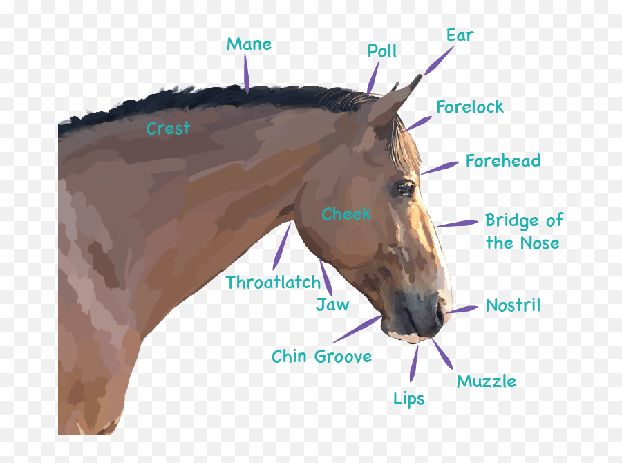 Conformation Parts Of Horses Ponies - Parts Of A Horses Face Emoji,Horse Nose Emotion