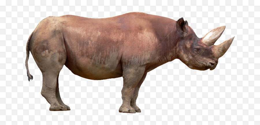 Rhino Psd Official Psds Emoji,Srhino Emoji