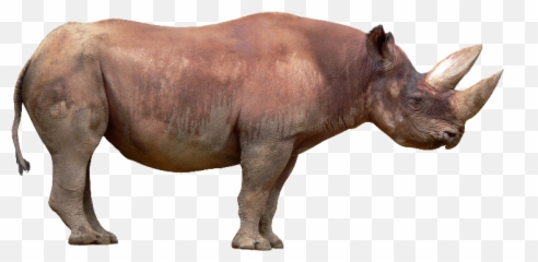 Rhino Psd Official Psds Emoji,Srhino Emoji