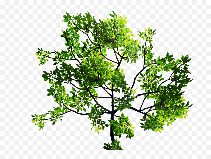 Green Leaves Tree Branch Png Stock Image Isolated - Objects Branches Tree With Leaves Emoji,Green Leaf Emoji