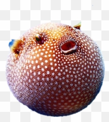 Pufferfish Sticker - Puffer Fish In Real Life Emoji,Pufferfish Emoji