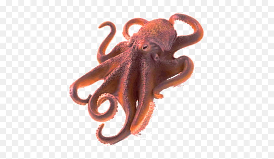 Octopus Png Transparent Free Images - Octopus Transparent Emoji,Octopus Changing Color To Match Emotion