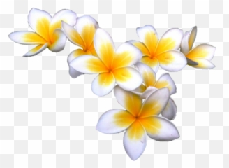 Plumeria Flowers Png Photos - Transparent Background Plumeria Clipart Emoji,How To Make A Plumeria Emoticon On Facebook