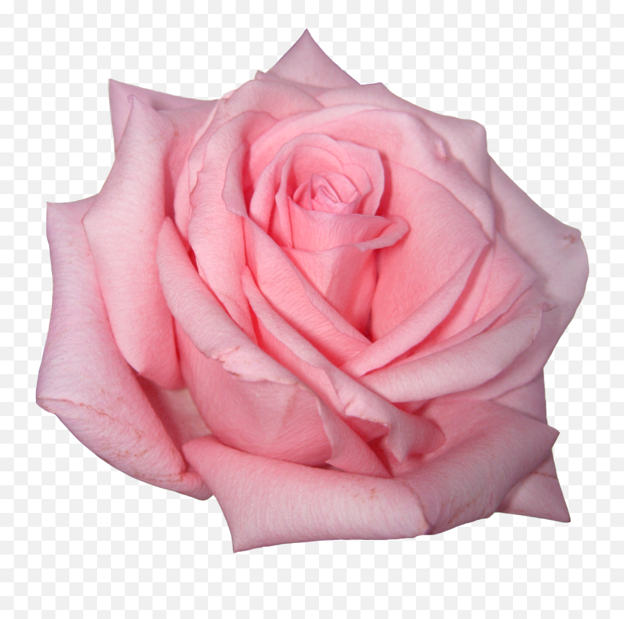 Pink Rose Png Image Png Svg Clip Art - Pink Roses Png Real Emoji,Pink Rose Emoji