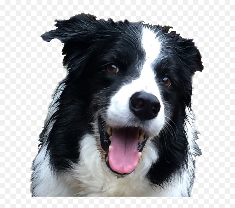 Popular And Trending Sheepdog Stickers Picsart - Canine Tooth Emoji,Husky/border Collie Emoji