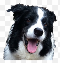 Popular And Trending Sheepdog Stickers Picsart - Canine Tooth Emoji,Husky/border Collie Emoji