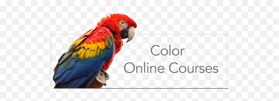 Where To Study Color - Scarlet Macaw Emoji,Color Emotion Guide Interior Design