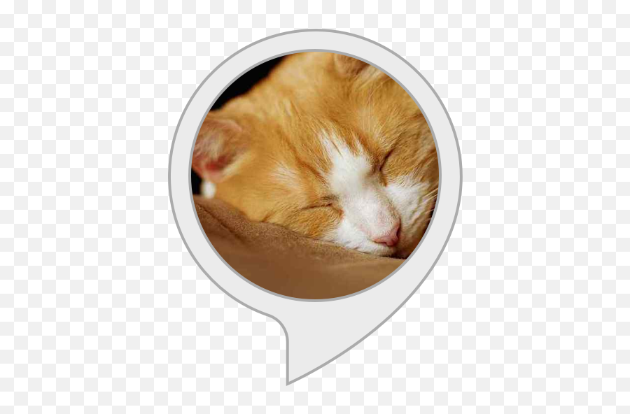 Find My Cat - Cat Emoji,Ech Cat Emotion