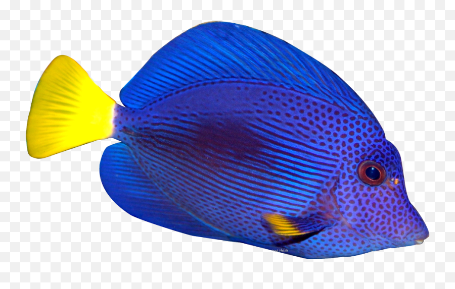 Download Hd Blue Fish Png Transparent - Blue Fish Transparent Background Emoji,Tropical Fish Emoji