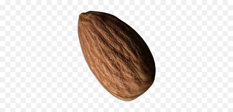 Savoury Nuts - Nutaria Emoji,Nut Emoji