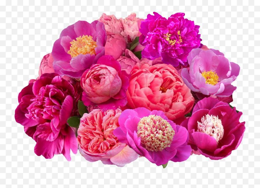 Peonies Peonyflower Sticker By Amy - Floribunda Emoji,Boquet Emoji