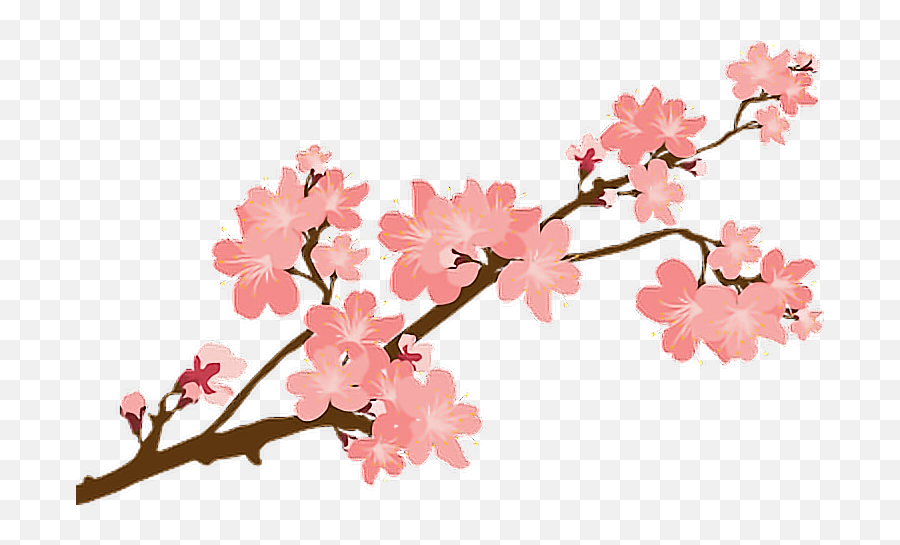 Sakura Sakuras Flower Flowers Cherry - Cherry Blossom Clipart Transparent Background Emoji,Cherry Blossom Emoji