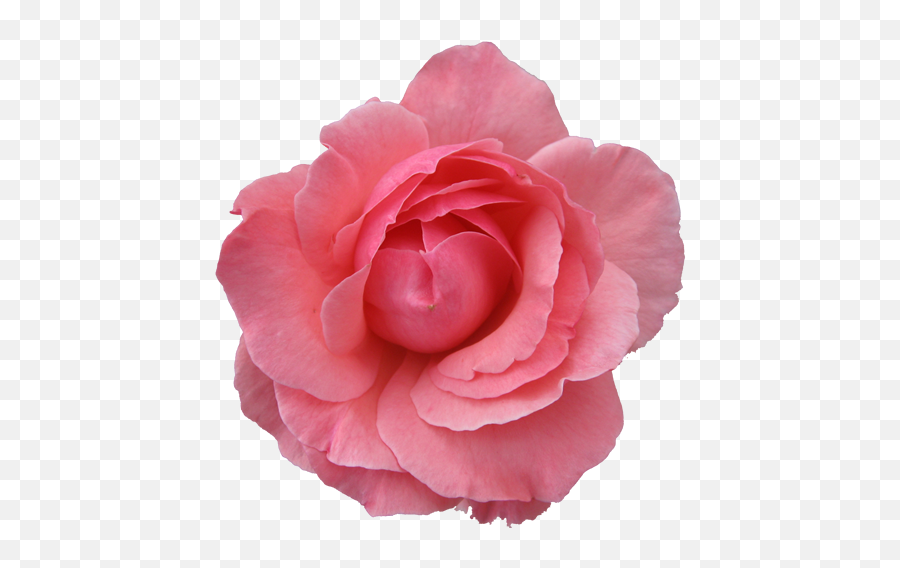 Wild Pink Rose - Pink Flower Vector Transparent Emoji,Pink Rose Emoji