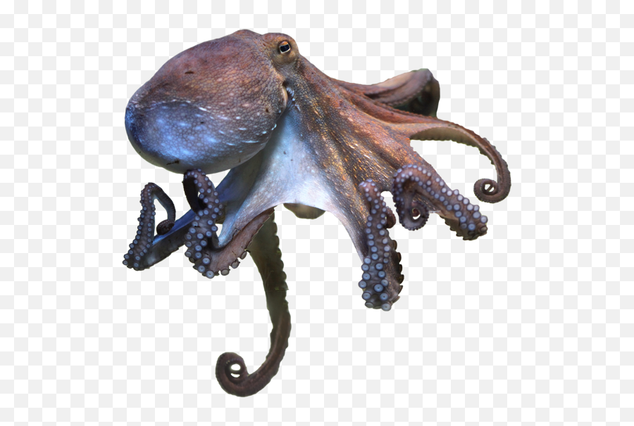 Animal Facts - Octopus Profile Emoji,Brain Octopus Emotions