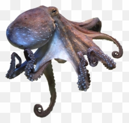 Animal Facts - Octopus Profile Emoji,Brain Octopus Emotions