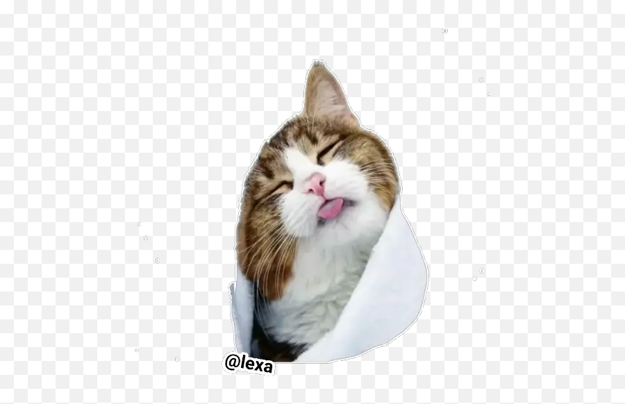 Sticker Maker - Domestic Cat Emoji,Cats Emotion Pictures