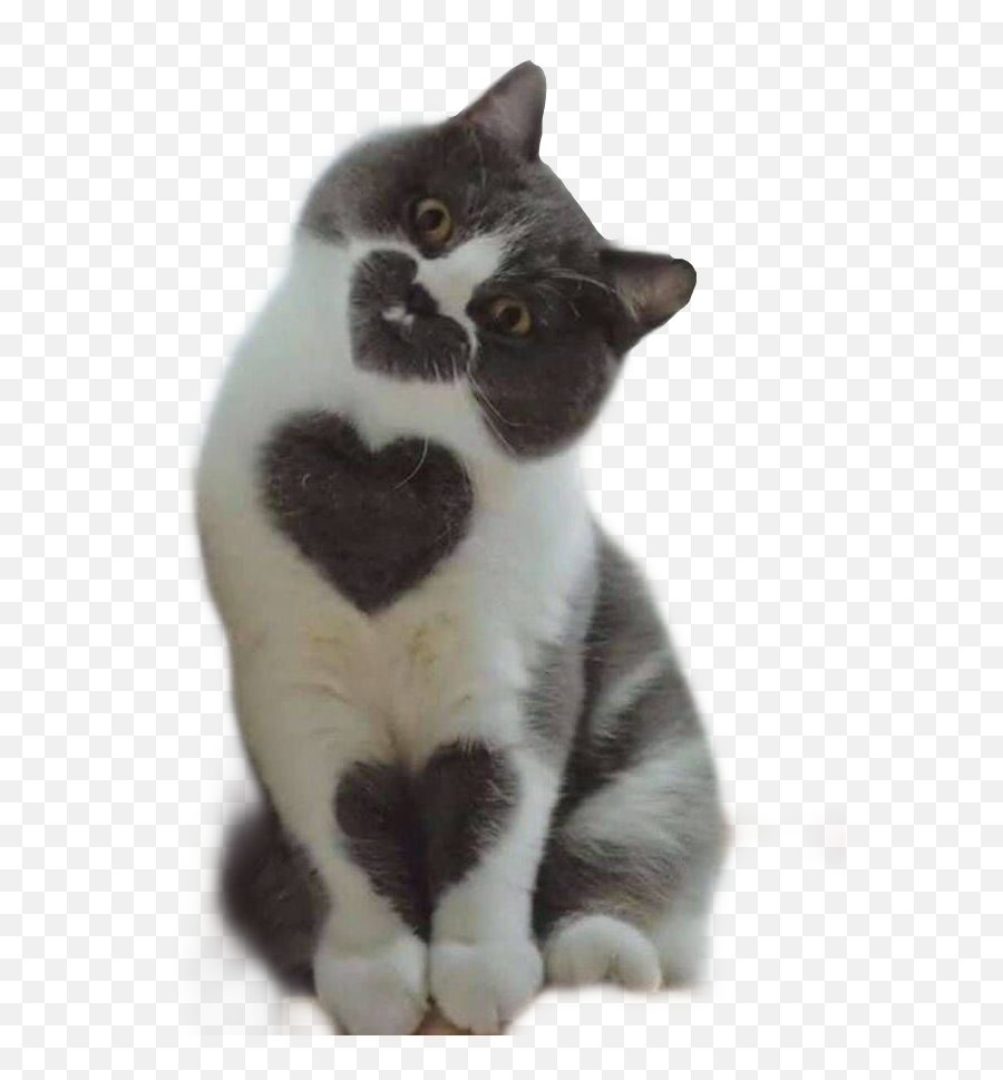 Discover Trending Kitten Stickers Picsart - Domestic Cat Emoji,Dog Paw Emoticon Facebook
