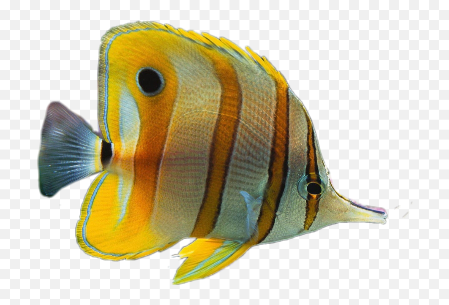 Colormehappy Fish Sticker By Haeli Cevette - Mitchell Fish Emoji,Tropical Fish Emoji