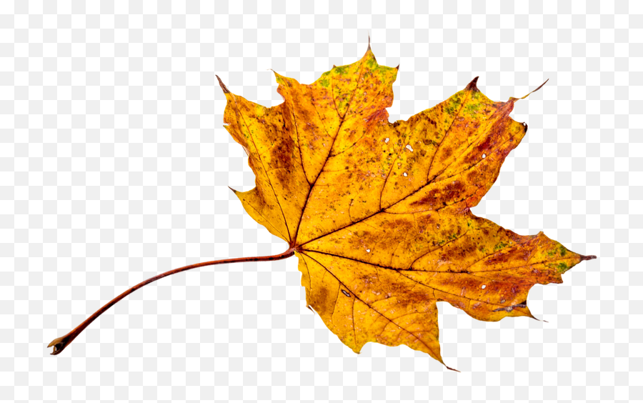 Thumb Image - Fall Leaf Png Transparent Background 960x640 Transparent Autumn Leaf Png Emoji,Fall Leaf Emoji