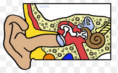 Anatomy Unit Study Materials - Hubpages Emoji,Human Emoticons List Thumbs Up Wow
