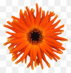 Pastini Bloemen Dens Emoji,Inside Out Bicolor Emotion