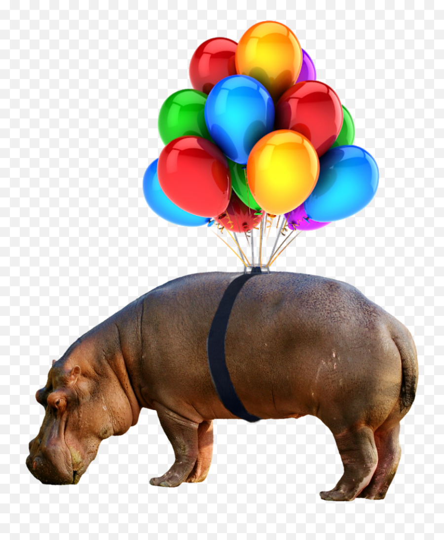 Balloons No Background Png - Party Balloons Emoji,Hippopotamus Emoji