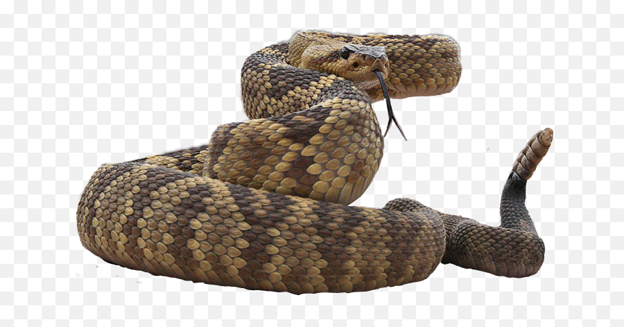 The Most Edited - Picsart Transparent Snake Png Emoji,Rattlesnake Emoji