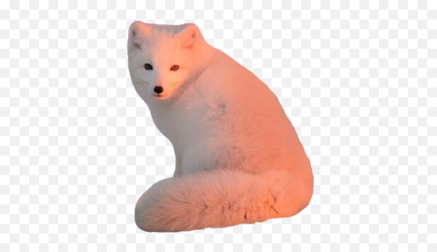 The Most Edited - Soft Emoji,Arctic Fox Emoji