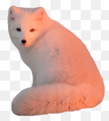 The Most Edited - Soft Emoji,Arctic Fox Emoji