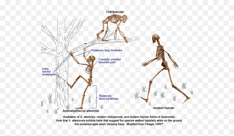 Human Fossils Early Humans Human - Evolution Of Bipedalism Emoji,Do Chimps Have Emotions Do Chimps Create And Use Tools